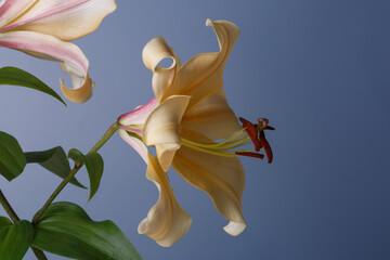 Yellow lily flower isolated on blue background.