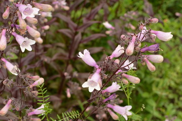 A closeup shot of blooming Beardtongues in a garden