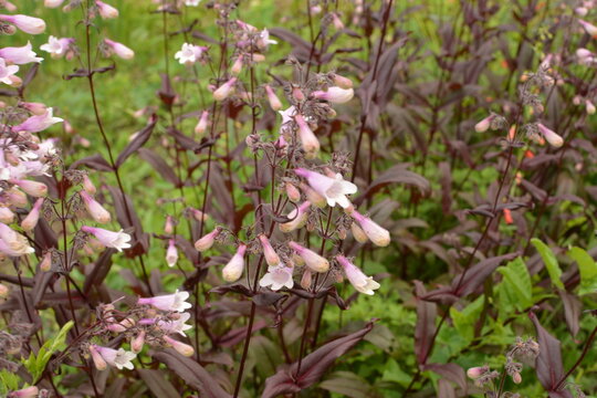 A closeup shot of blooming Beardtongues in a garden