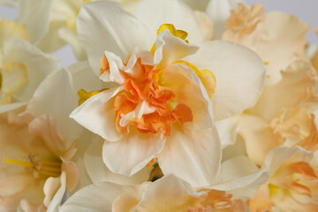 Floral wallpaper delicate bouquet of daffodils, macro.