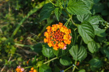 orange blooming lantana flower in the garden