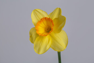 Bright yellow unusual daffodil flower isolated on gray background.