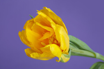 Yellow tulip flower isolated on purple background.