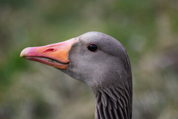 Stockente Nahaufnahme
