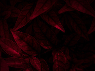 Fototapeta premium Beautiful abstract color black and red flowers on black background, light pink flower frame, pink leaves texture, dark background, valentines day, love theme, red texture 