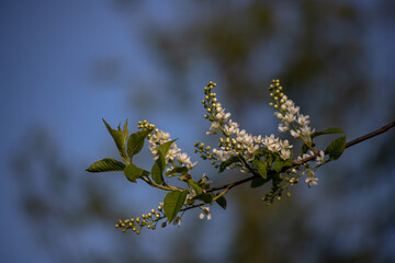 Branch of bird cherry tree on green background
