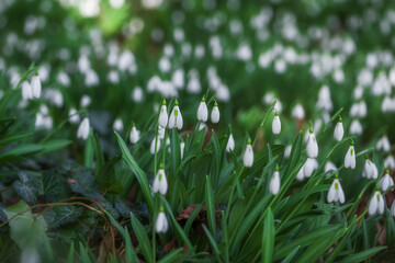 White snowdrops (Galanthus nivalis) close-up. In the forest snowdrops are in bloom in the spring.