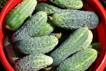 Top view of fresh organic cucumbers of different varieties and sizes. A new crop in the garden. Amateur vegetable growing