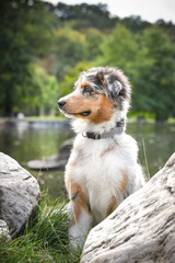 Puppy of australian shepherd is sitting in the nature. Summer nature in park.