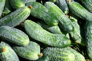 Harvest cucumbers of different varieties and sizes. Cucumber background