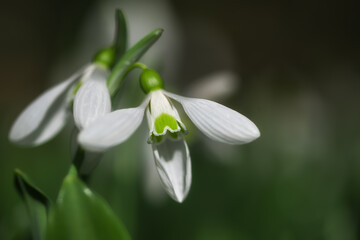 White snowdrops (Galanthus nivalis) close-up on blurry background with copy space, macrophotography. In the forest snowdrops are in bloom in the spring.