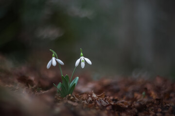 White snowdrops (Galanthus nivalis) close-up on blurry background with copy space. In the forest snowdrops are in bloom in the spring.