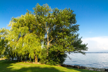 Picture of some trees in nature
