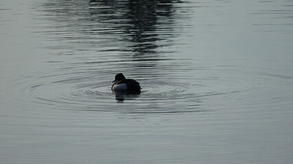 Ente in einem stehenden Gew&auml;sser