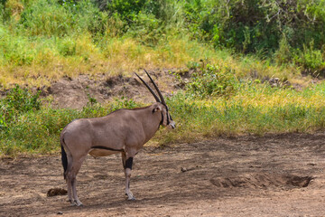 Safari in the African savannah. Oryx antelope in the National Park.