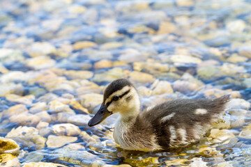 Duckling swimming on pond