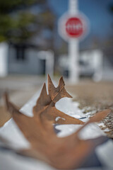 
dry leaves