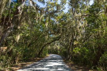 Road with live oak canopy