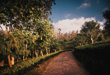 tea plantation landscape in the highlands of Sri Lanka