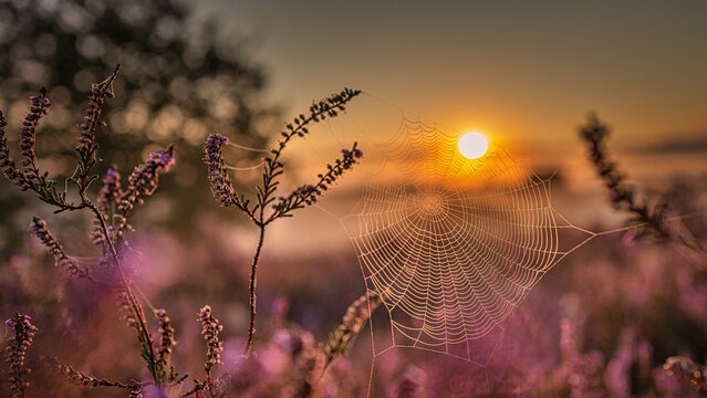 Heidelandschaft,heidegraut,lila,Langzeitbelichtung,wellen,nebel,himmel,felsen,lavendel, feld, Blume, Natur, Himmel, Sommer, Fr&uuml;hling, Land, Baum, 

