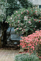 Fototapeta na wymiar Spring bushes blooming with pink flowers
