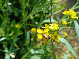 Yellow mustard flower on honey bee summer flower 