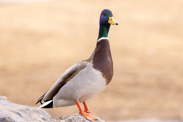 Mallard duck 