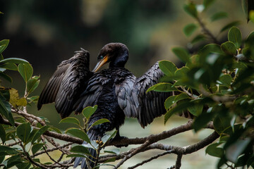 Beautiful photo of a large black doble-crested cormorant tropical bird with emerald green eyes,...