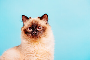 Fototapeta na wymiar Neva masquerade cat breed color point. Kitten 10 months old on a blue background.