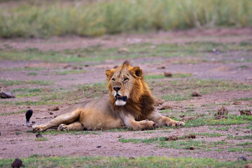 Fototapeta na wymiar Safari in the African savannah. The lion is resting after a successful hunt and a hearty meal.