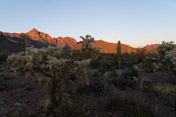 Organ Pipe Cactus National Monument, Arizona, America, USA.
