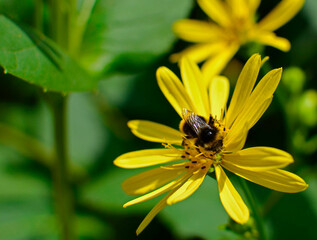 żółty kwiat topinamburu, słonecznik bulwiasty z trzmielem, (Helianthus tuberosus), yellow...