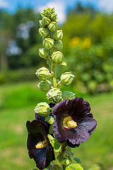 kwitnąca malwa rózowa, ogrodowa, czarne kwiaty malwy, Flowering Alcea rosea (cultivar Nigra) - obrazy, fototapety, plakaty