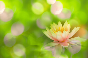 Light pink lotus flower in dream nature color background, retro nature flower concept