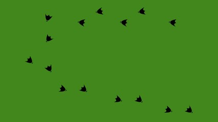 Loop animation of the black silhouette of bird or duck paw prints. On a green chroma key background - Powered by Adobe