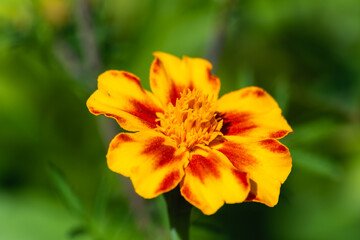 Beautiful yellow flower on a green background.