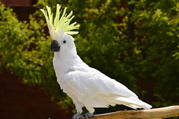 Cockatoo © Johan