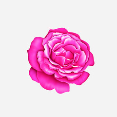 Obraz na płótnie Canvas pink rose isolated textile flower on white 