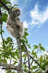 Ugandan Red Colobus (Piliocolobus tephrosceles) on branch in rainforest in Kibale National Park, Uganda, Africa