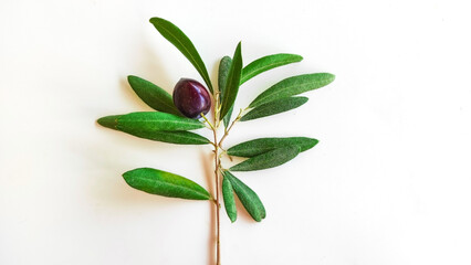 olive branch with olives isolated on white, symbol of peace olive branch. Peace concept idea.