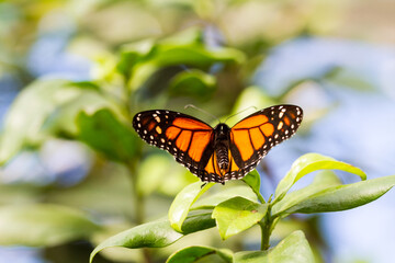 Butterfly on green leaf