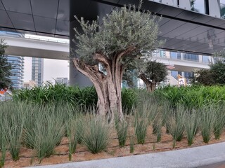 Olive tree in the garden