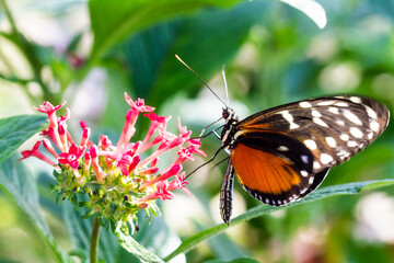 Colorful butterfly on flower