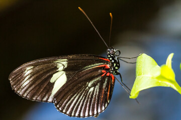 Colorful butterfly on flower