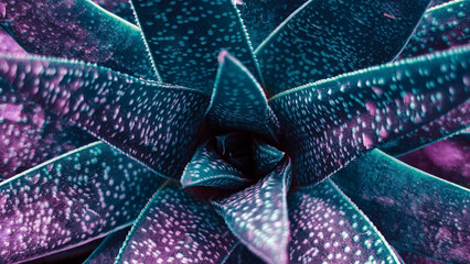 Close up of teal succulent cactus