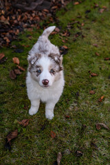 Young border collie red merle