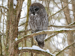 Great Gray Owl Sitting on Tree Branch in Winter