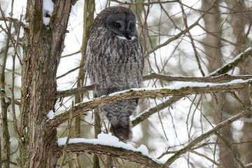 Great Gray Owl Sitting on Tree Branch in Winter