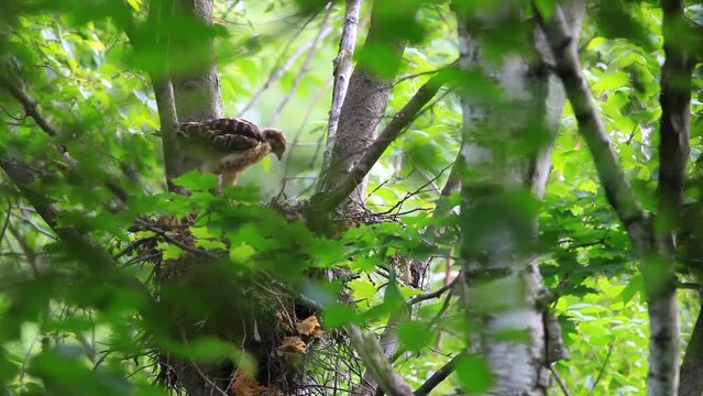 jeune buse &agrave; &eacute;paulettes dans son nid