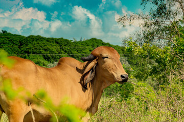 cows in the Amazon savannahs of Bolivia green beauty